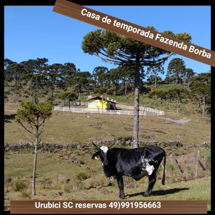 Casa E Cabana De Campo Fazenda Borba Urubici Extérieur photo