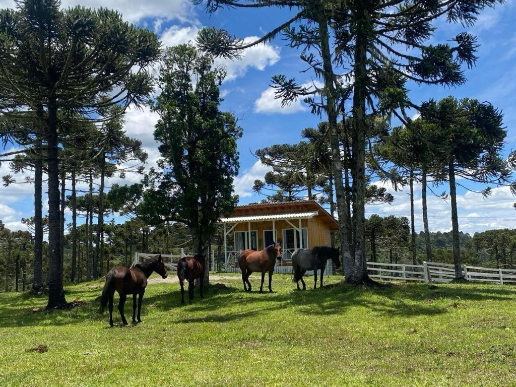 Casa E Cabana De Campo Fazenda Borba Urubici Extérieur photo